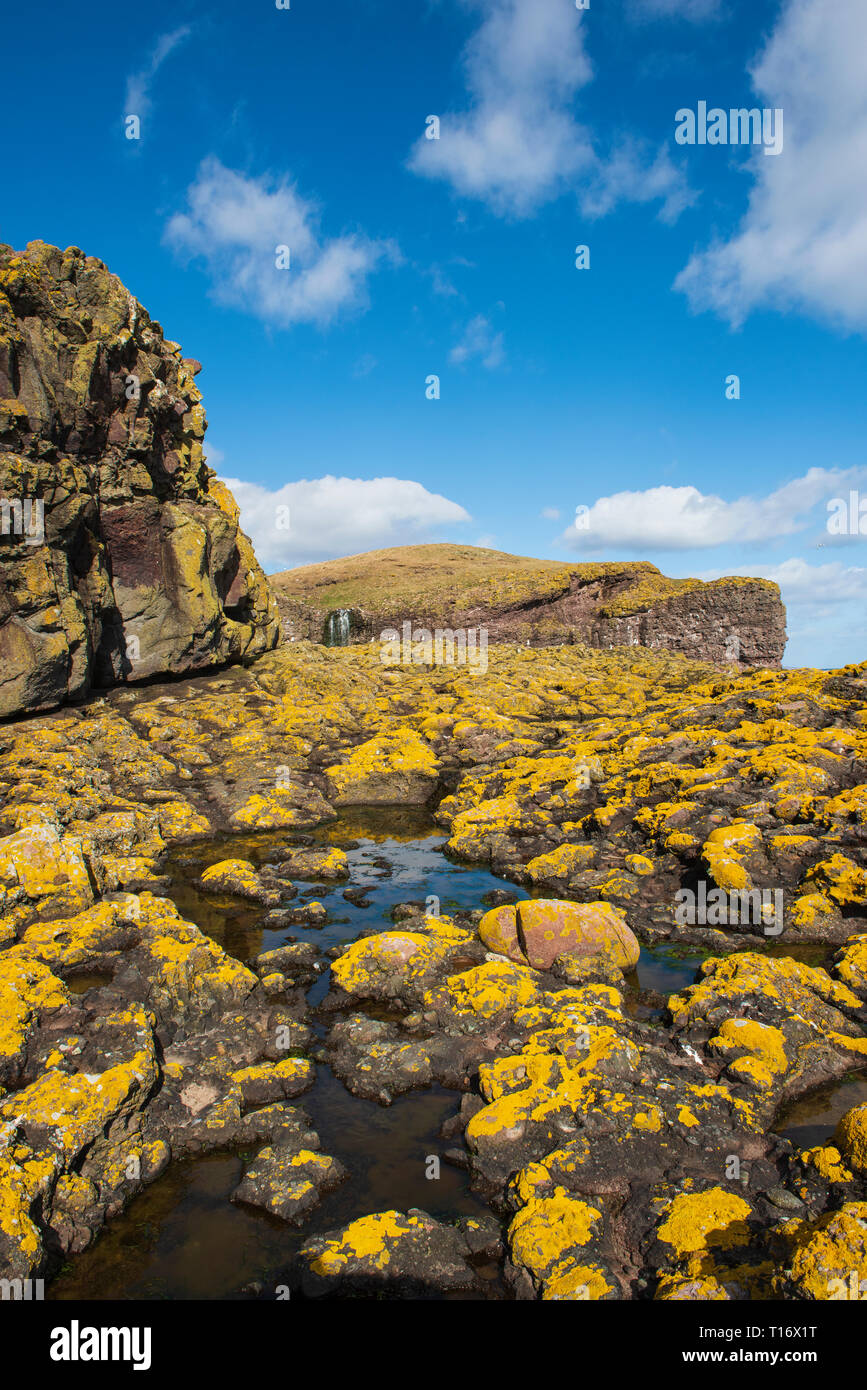 Shore lichen coperto rocce e dirupi a RSPB Fowlsheugh riserva, a sud di Stonehaven, Aberdeenshire, Scozia. Foto Stock