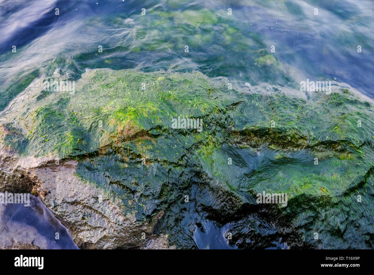 Dettaglio colpo di moss lichen ( alghe) sulla roccia bagnata in riva al mare Foto Stock