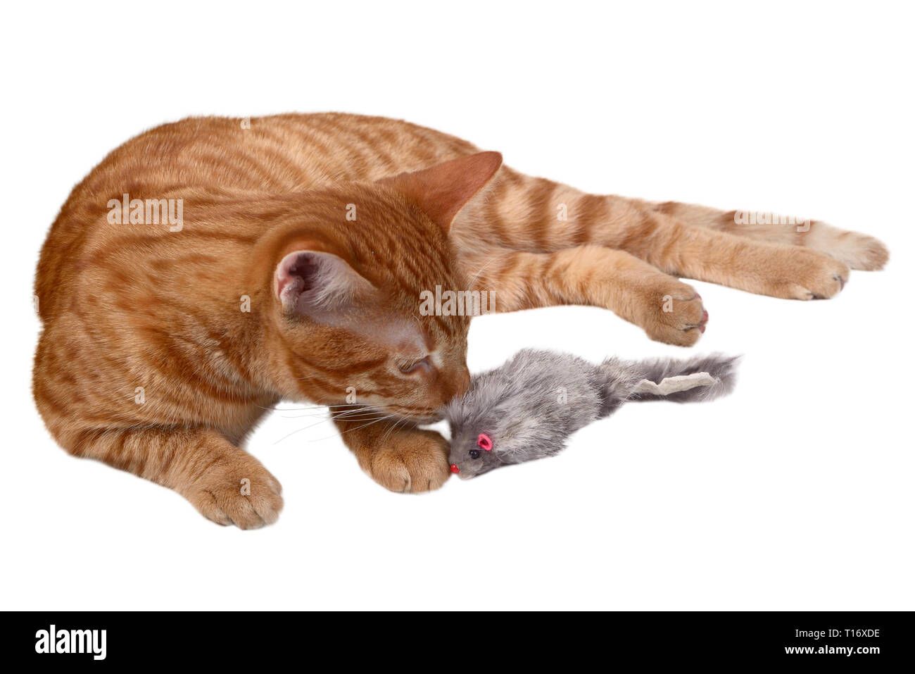 Lo zenzero gattino posa e giocare con un giocattolo del mouse Foto Stock
