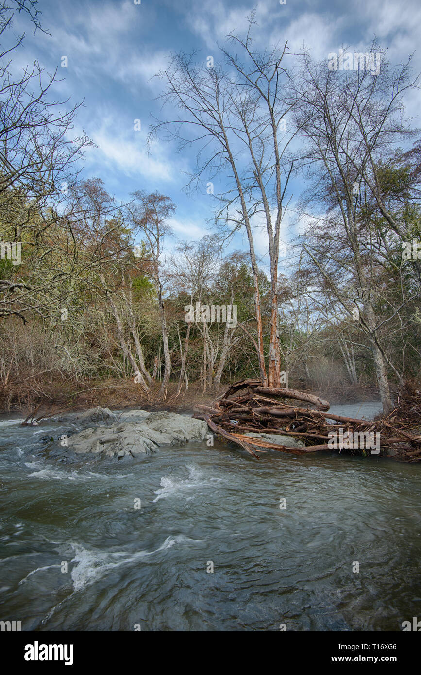 Un interessante log jam rimane come un recinto sul Lagunitas Creek dopo le acque di esondazione retrocedere Foto Stock
