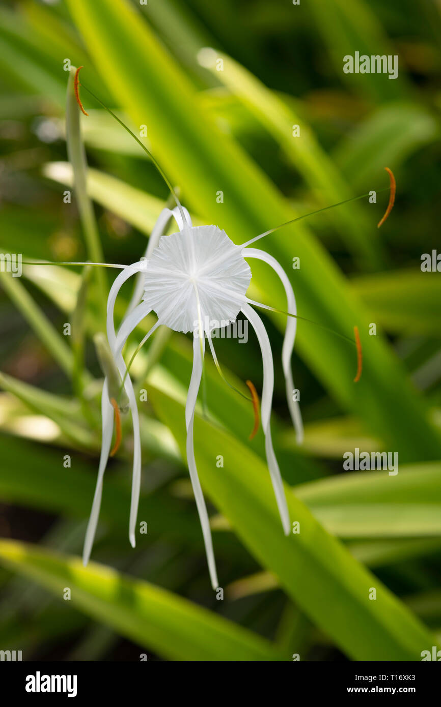 Ismene Festalis (bianco Spider Lily) su Praslin, Seicelle Foto Stock