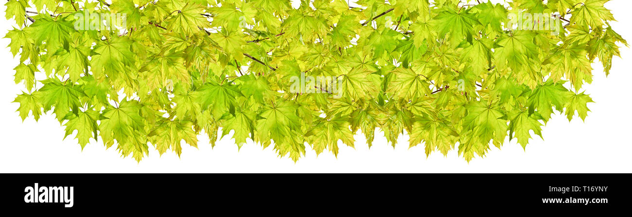 Verde di ramoscelli di tiglio isolati su sfondo bianco Foto Stock