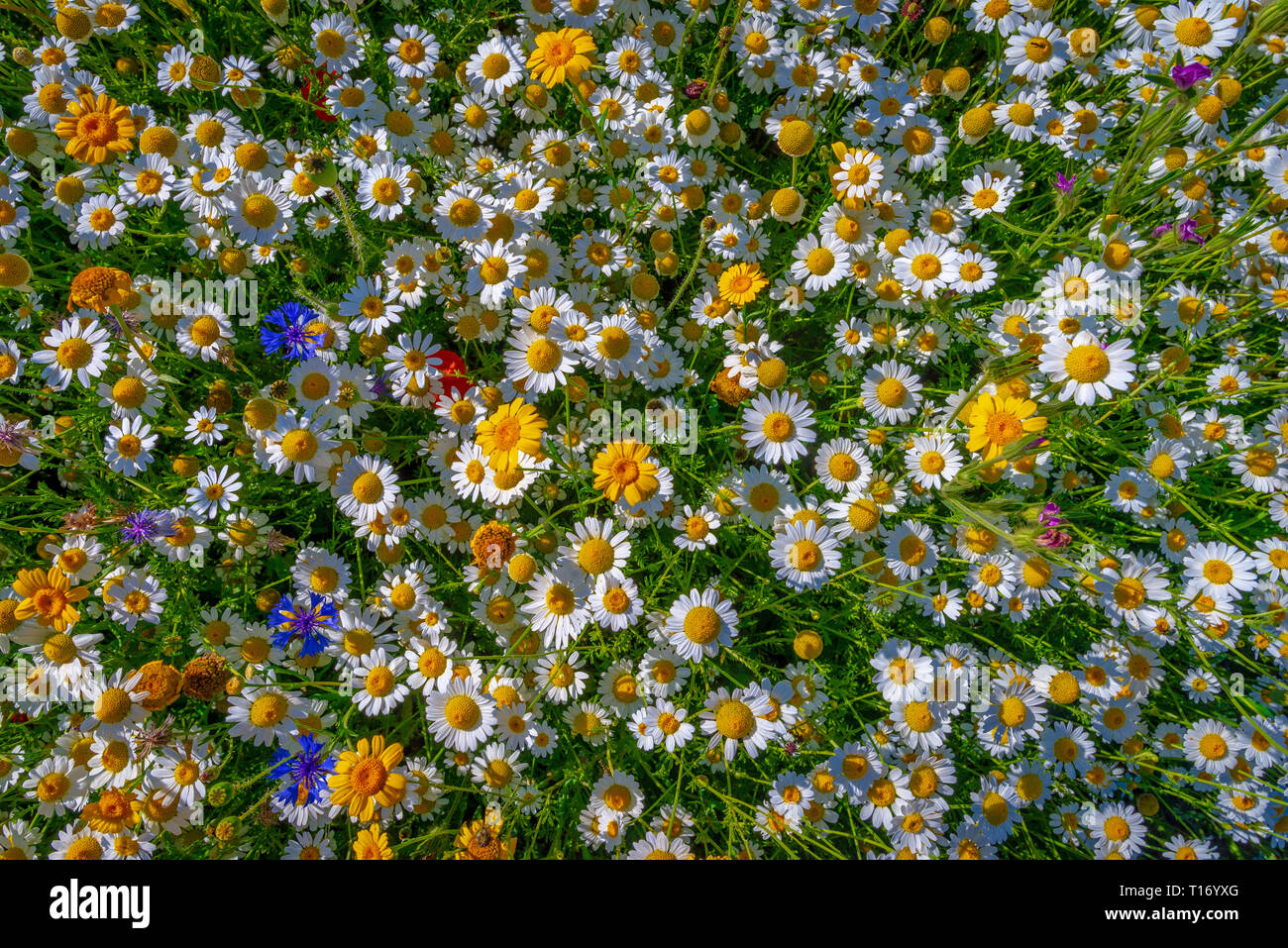 Vista da vicino con un ampio angolo di un misto di-confine composta principalmente di bianco e giallo margherite nel Giardino Botanico nazionale del Galles. Foto Stock