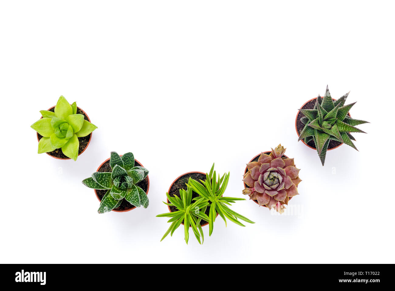 Piccoli vasi di piante succulente isolati su sfondo bianco. Il decor moderno. Foto Stock