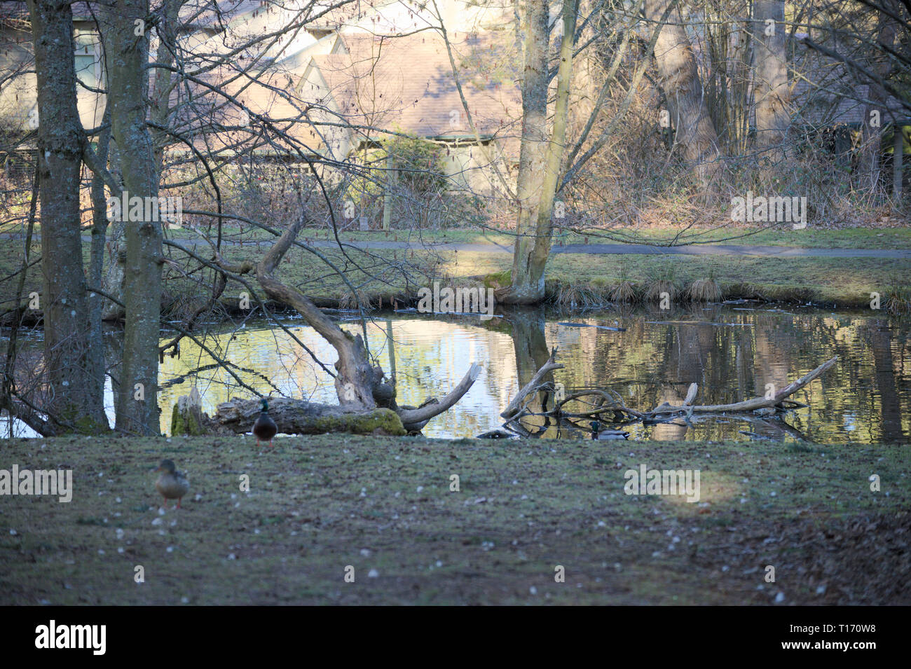 Laghetto di anatra all'Alderwood Park di Surrey, British Columbia, Canada Foto Stock