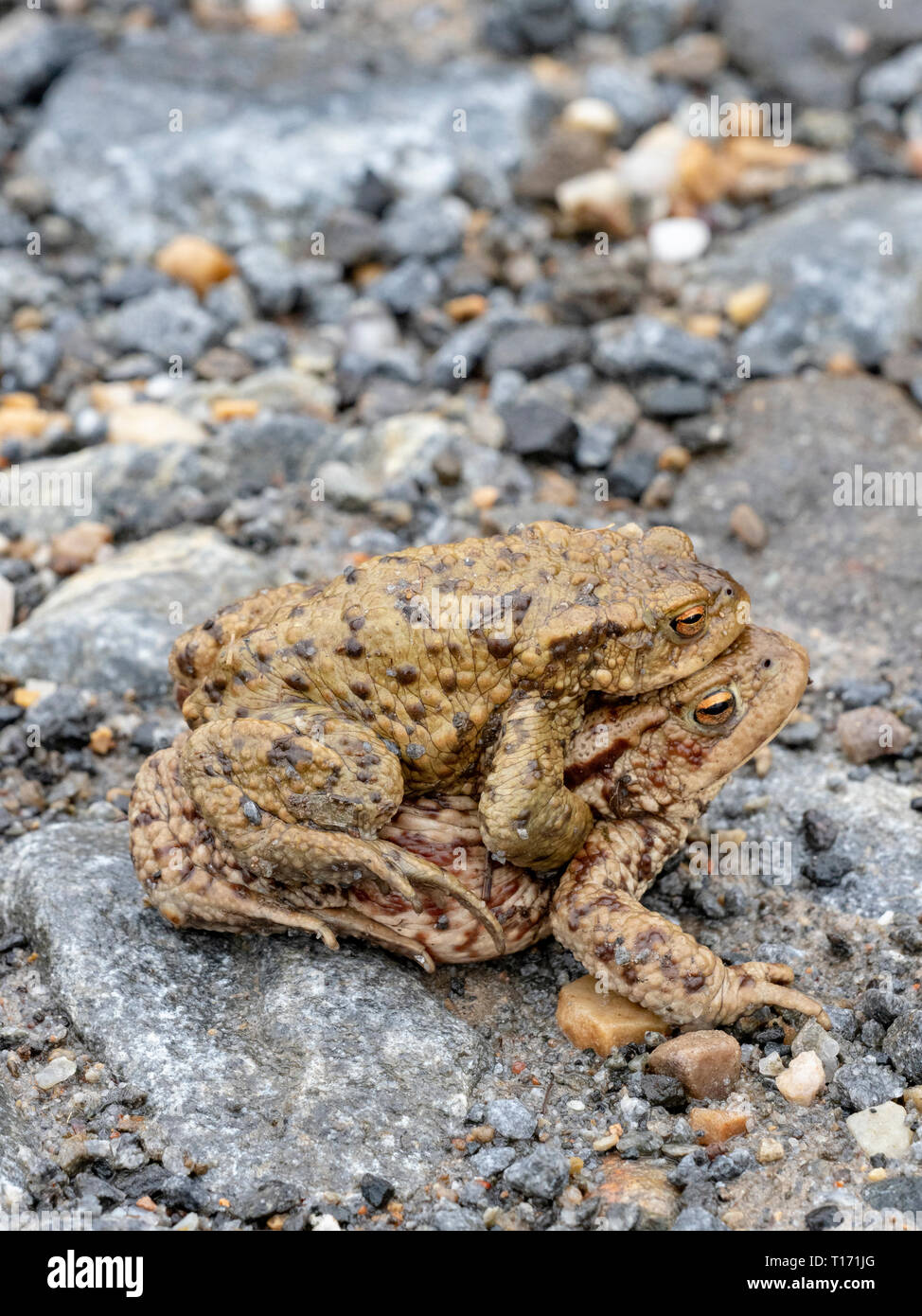 Coppia di rospi comuni in amplexus, attraversare una strada per il sito di riproduzione, Scotland, Regno Unito Foto Stock