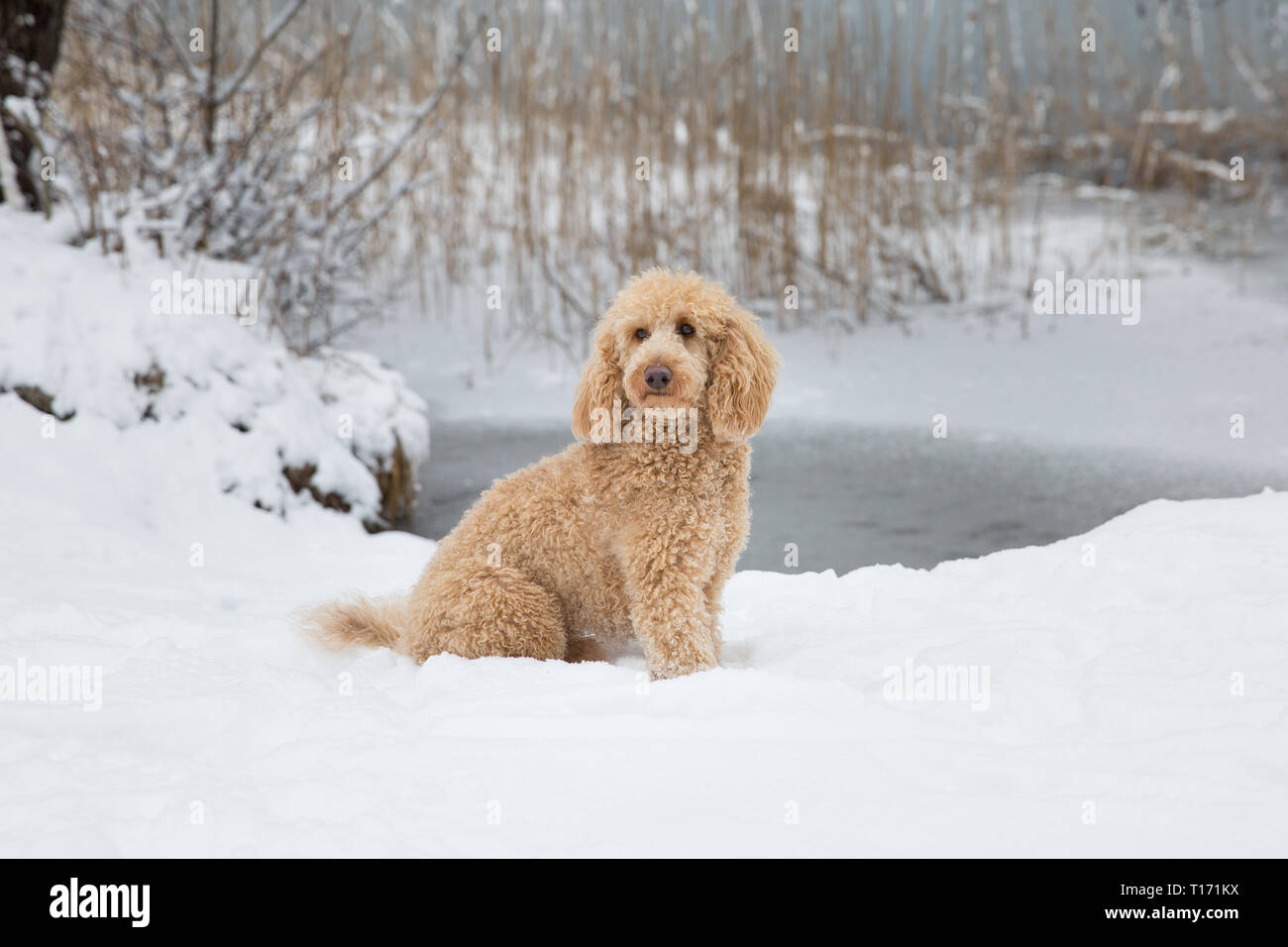 Giovani barboncino albicocca ponendo al di fuori nella neve.Ritratto di cute barboncino albicocca nel magnifico paesaggio invernale, Weissensee, Alpi austriache, Austria Foto Stock