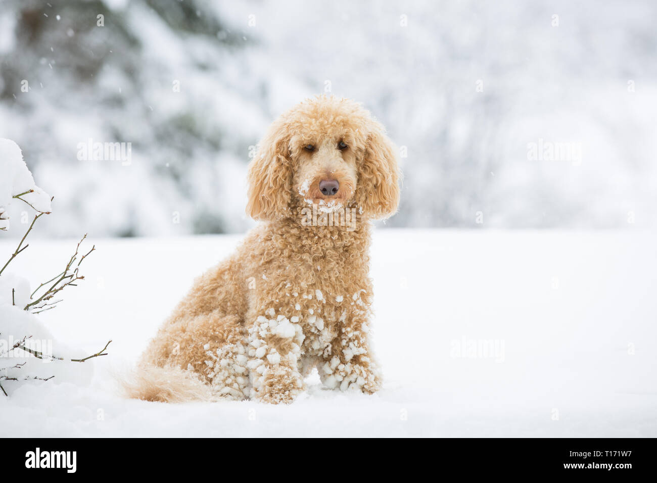 Giovani barboncino albicocca ponendo al di fuori nella neve. Ritratto di cute barboncino albicocca nel magnifico paesaggio invernale, Weissensee, Alpi austriache, Austria Foto Stock