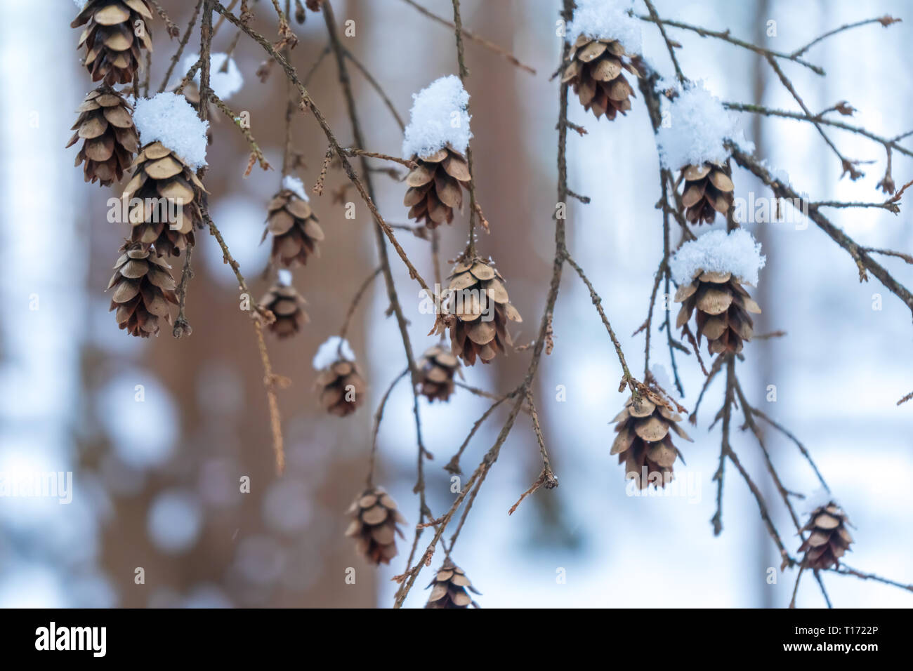 Piccolo cono di pino di parti di albero su un ramo appeso a un albero, ricoperta di neve in una foresta innevata. Marrone con calde e fredde tonalità. Foto di sfondo. Foto Stock