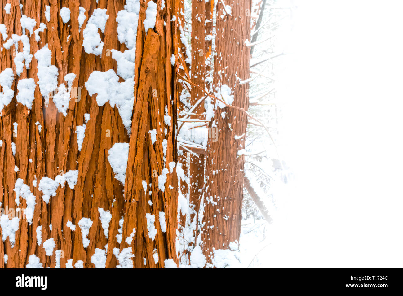 Corteccia di albero tronco in foresta ricoperta di neve con sbiadito area bianca di sfondo come spazio per testo o copiare lo spazio. Foto Stock