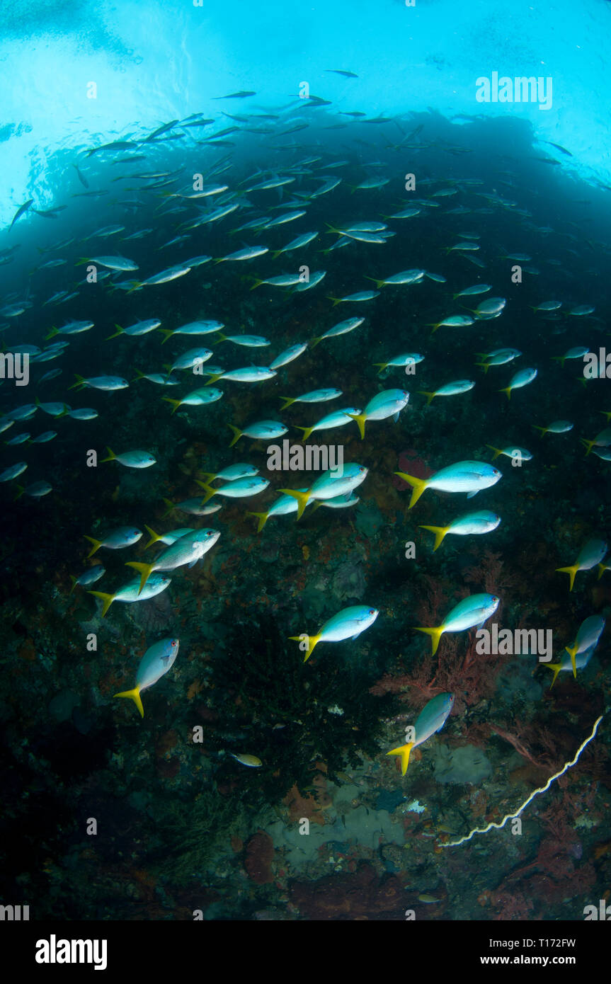 Yellowtail Fusiliers, Caesio Cuning, scuola, tre suore di immersione sito, Farondi Island, Raja Ampat, Papua occidentale, Indonesia Foto Stock