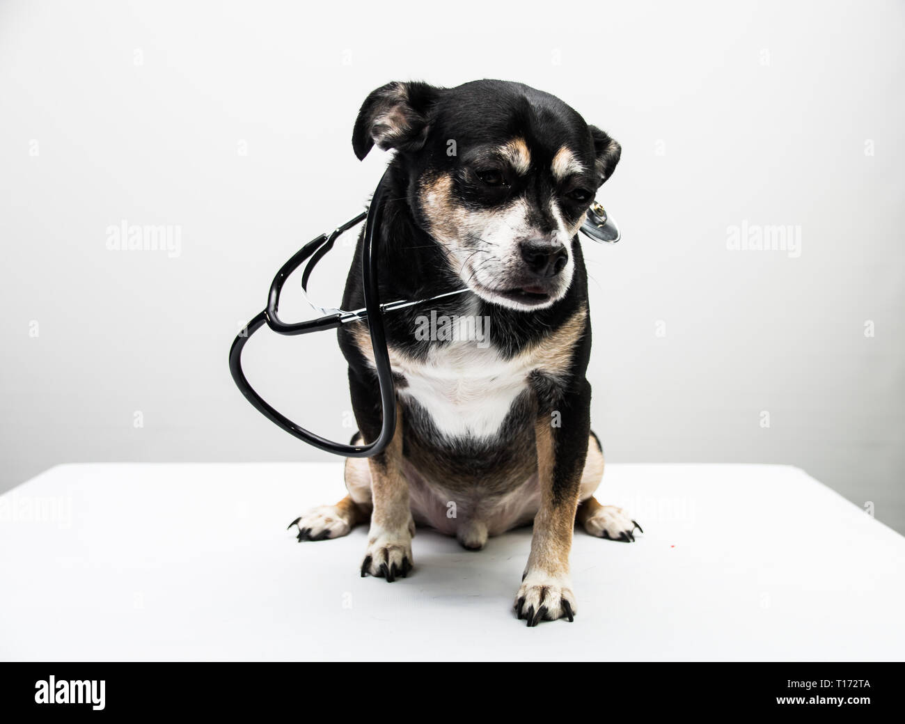 Un cane con uno stetoscopio intorno al suo collo Foto Stock