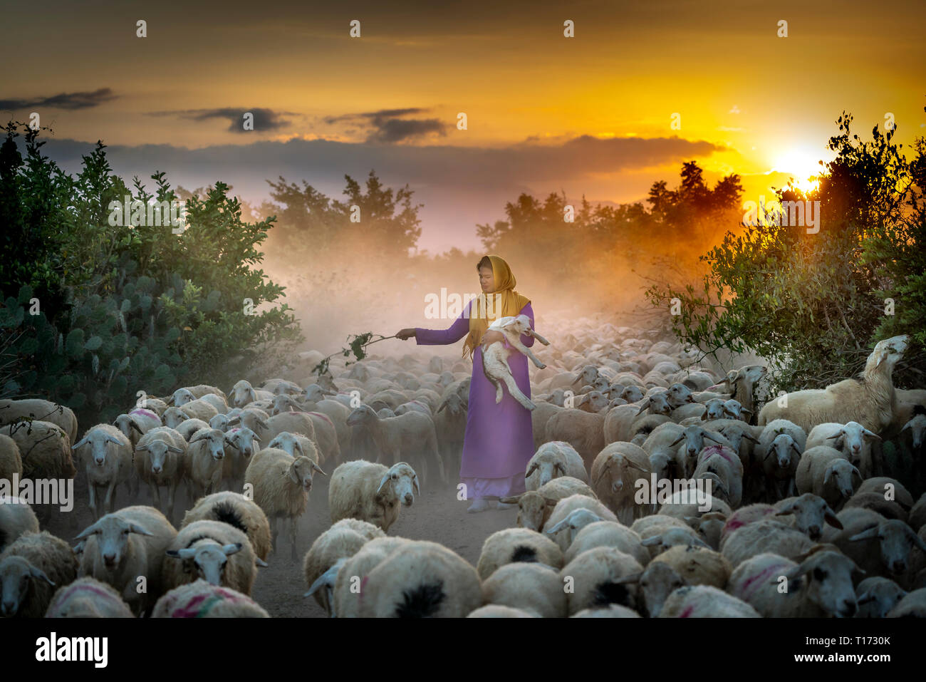 Allevamento di pecore, Binh Thuan Provincia, Viet Nam-February 16, 2019: la splendida immagine di un grande gregge di ovini tornando al fienile al tramonto, dopo una giornata di Foto Stock