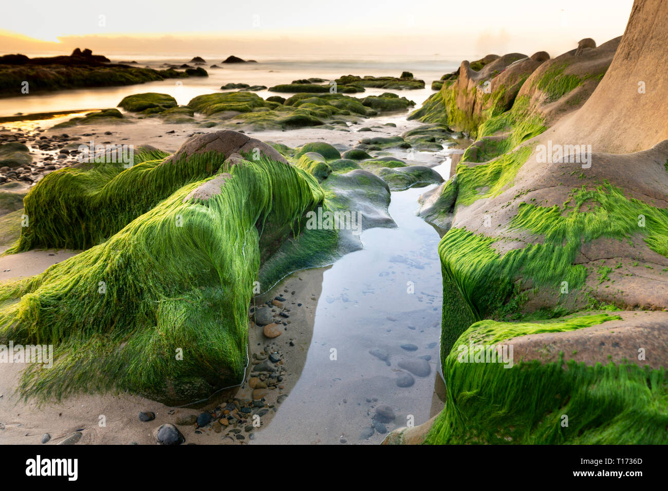 Strano rocce e moss in Co Thach beach. Il Viet Nam Foto Stock