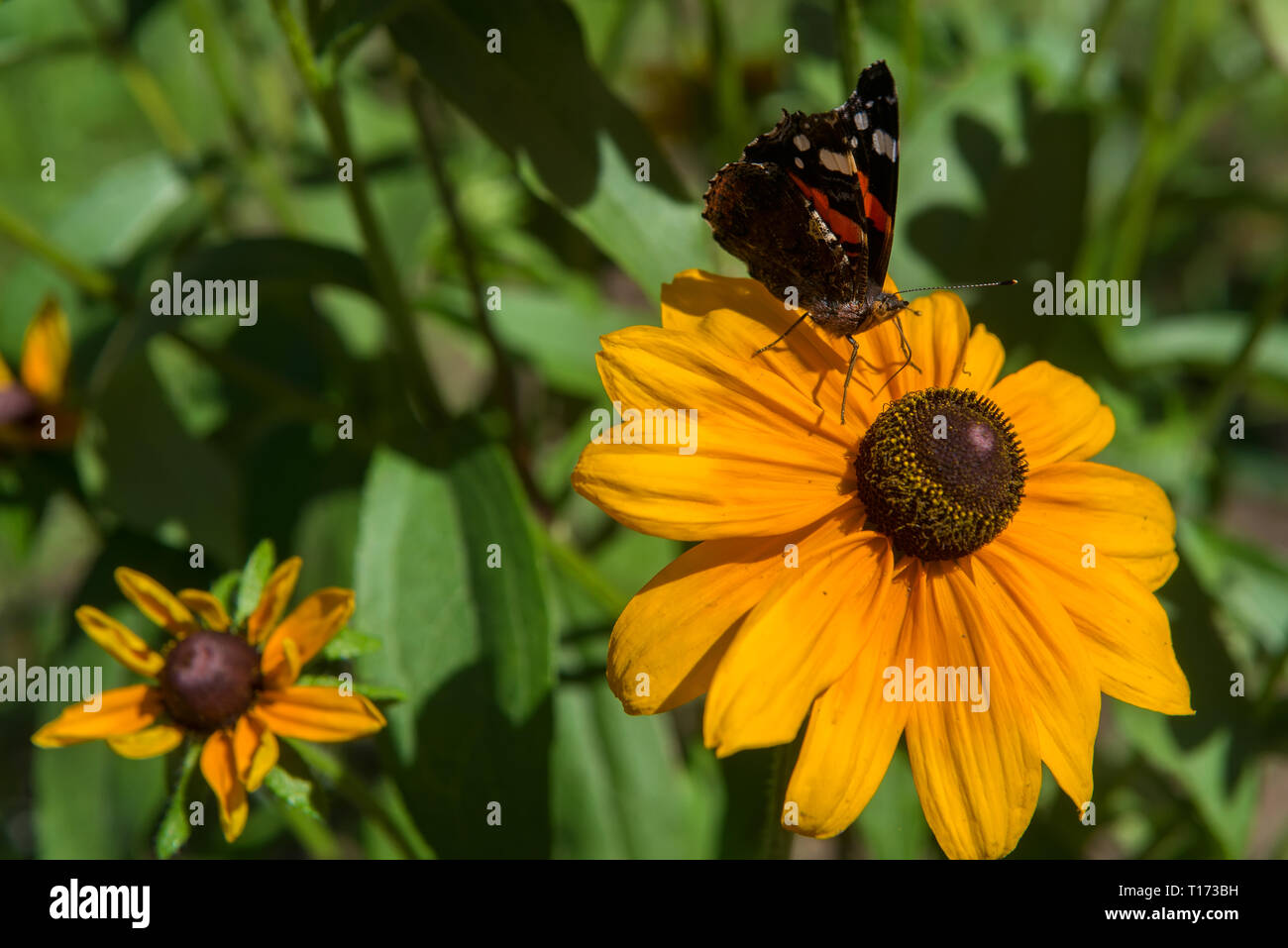 Butterfly si siede su un fiore Rudbeckia summerina nel giardino, in latino Rudbeckia Hirta. Un popolare piante ornamentali. Bellissimi fiori closeup. Floral Foto Stock