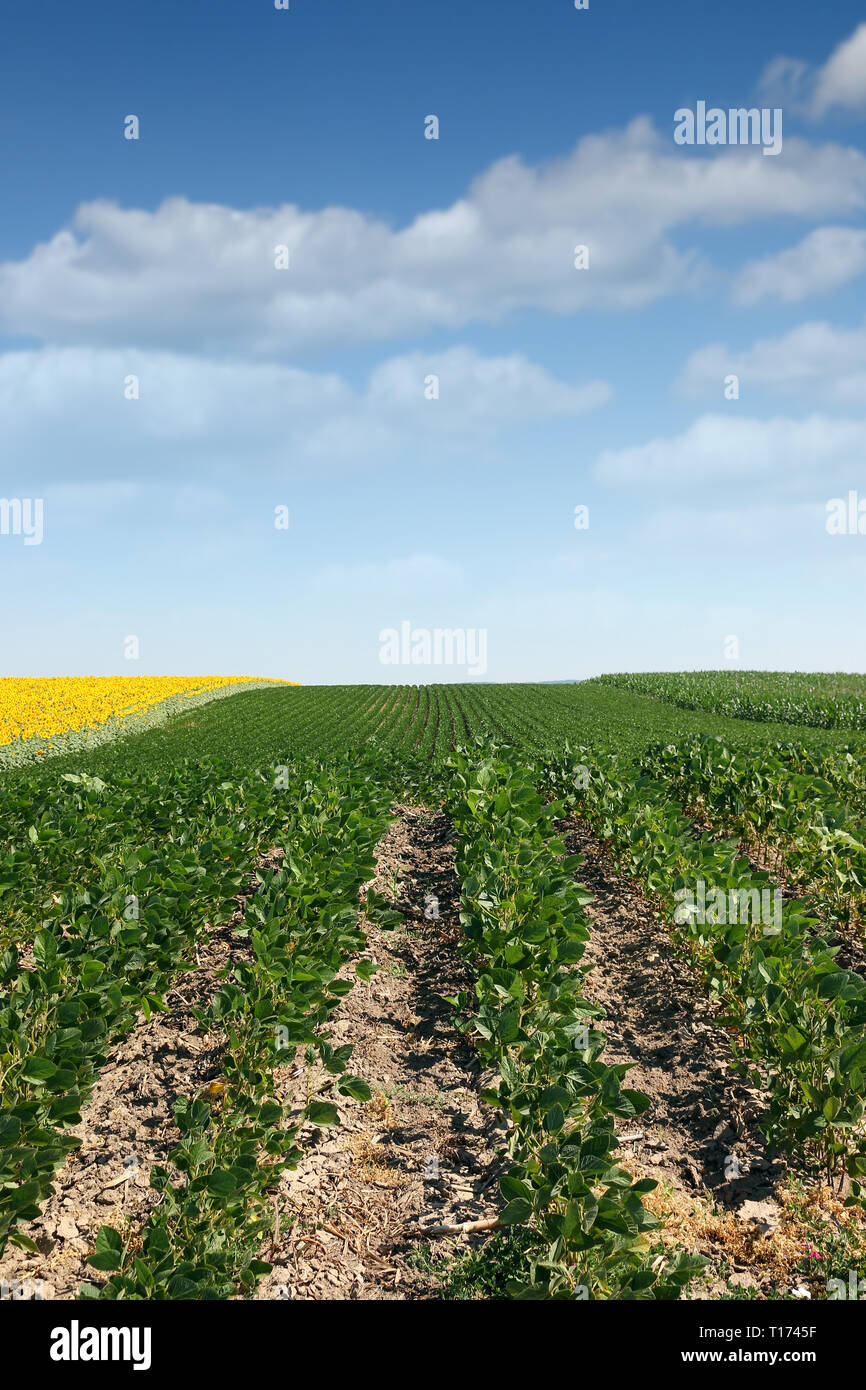 Campo di soia in estate l'agricoltura Foto Stock