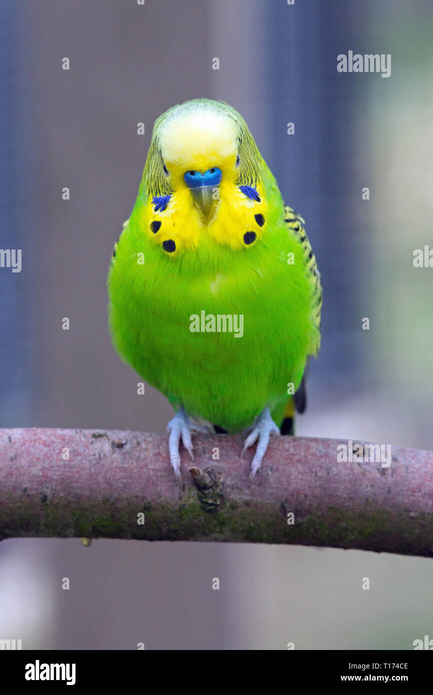 Budgerigar (Melopsittacus undulatus). Adulto maschio blu con cere al di sopra della legge. Voliera, pet bird.​ piumaggio di colore verde è il naturale, il colore degli uccelli selvatici in Australia.​ Foto Stock