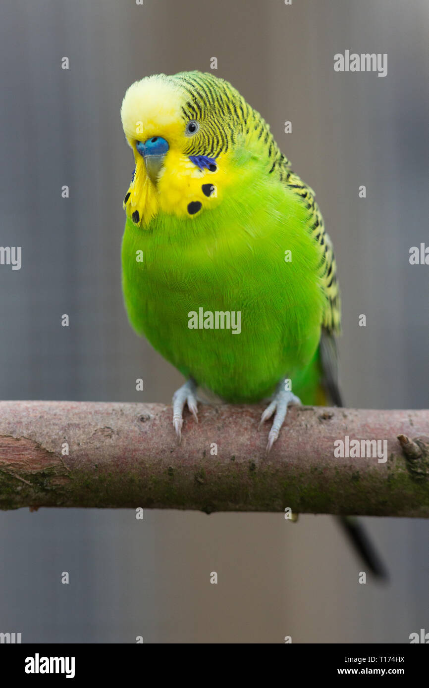 ​Budgerigar (Melopsittacus undulatus). Adulto maschio blu con cere al di sopra della legge. Voliera, pet bird.​ piumaggio di colore verde è il naturale, il colore degli uccelli selvatici in Australia. Foto Stock