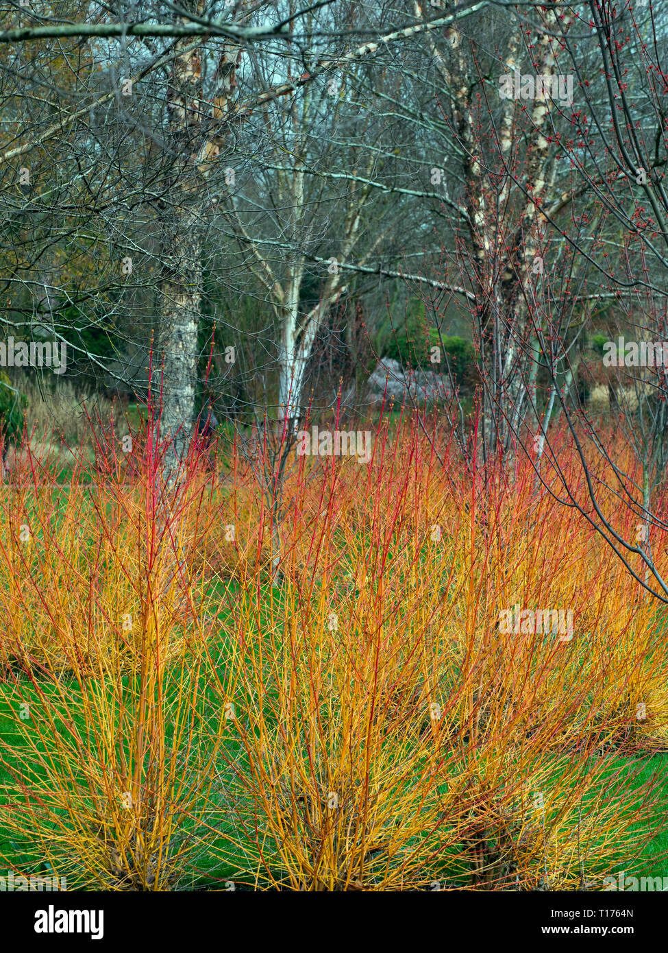 Dogwood e Himalayan Birch Garden colore in inverno a Bressingham giardini Norfolk Foto Stock