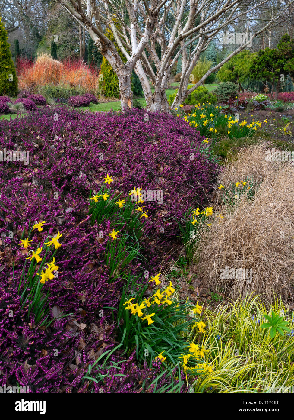 Il tardo inverno colore in primavera a giardini Bressingham Norfolk Foto Stock