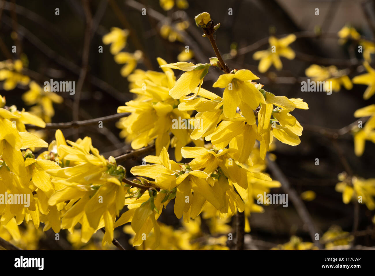 Coltivazione Hedge (coltivazione intermedia 'Lynwood Oro') cresce a fianco del Kennet and Avon Canal a Bradford on Avon, Wiltshire, Regno Unito. Foto Stock