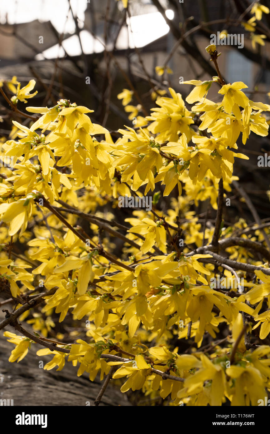 Coltivazione Hedge (coltivazione intermedia 'Lynwood Oro') cresce a fianco del Kennet and Avon Canal a Bradford on Avon, Wiltshire, Regno Unito. Foto Stock