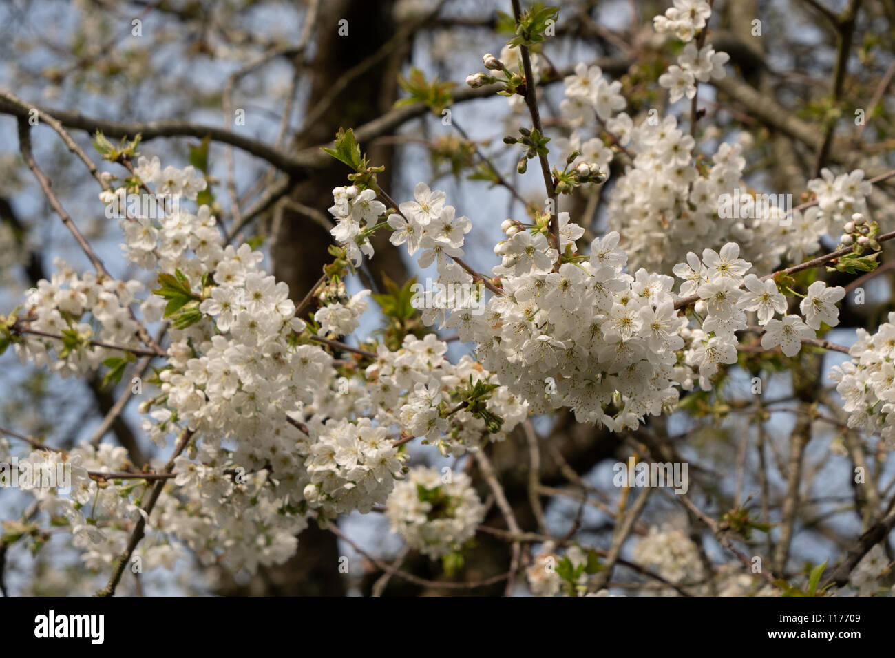 Molla di bellissimi fiori bianchi su albero di mele nel Wiltshire, Regno Unito. Foto Stock