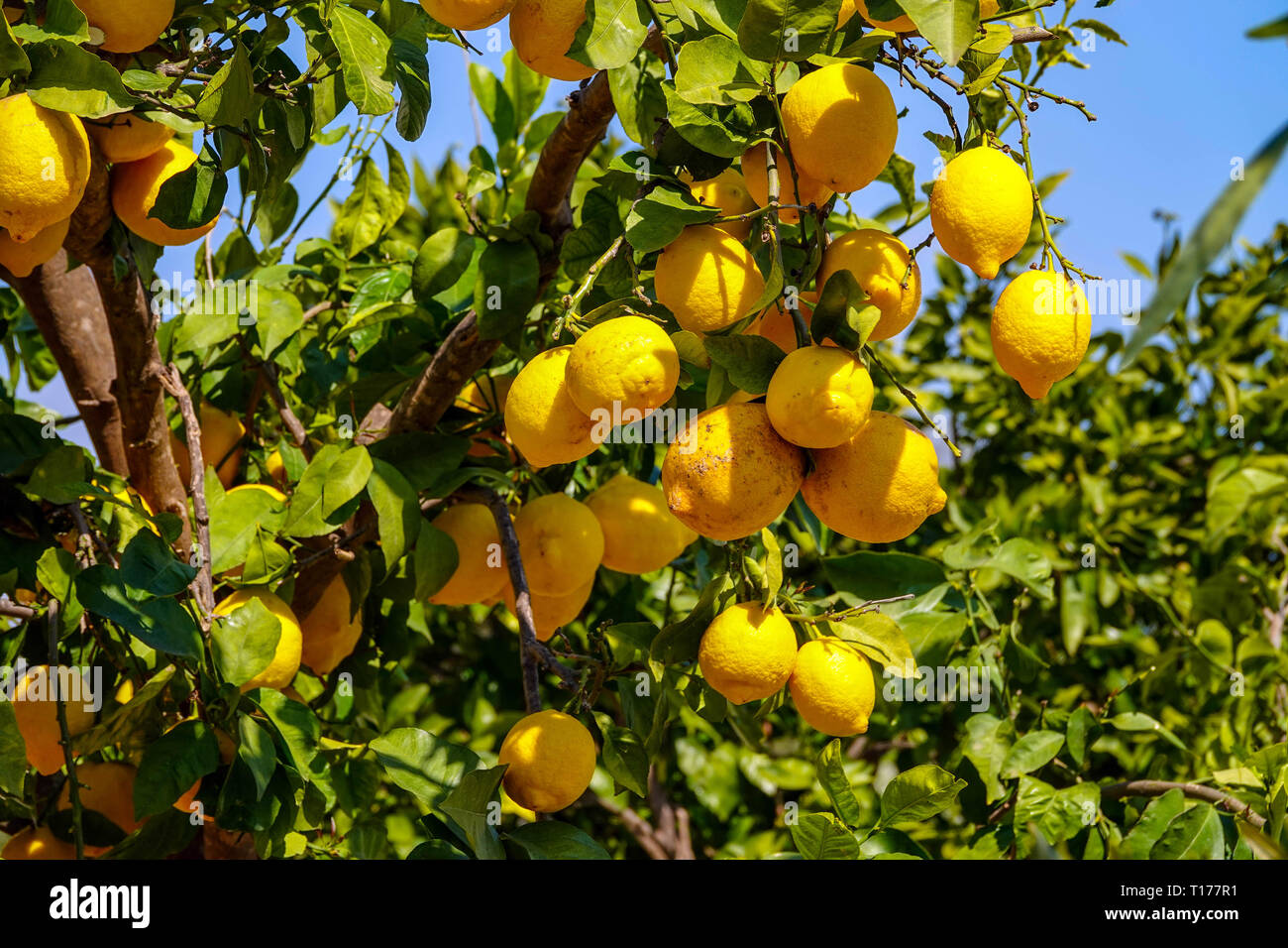 Limoni maturi con macchie crescente al sole, vicino a Atene, Grecia Foto Stock