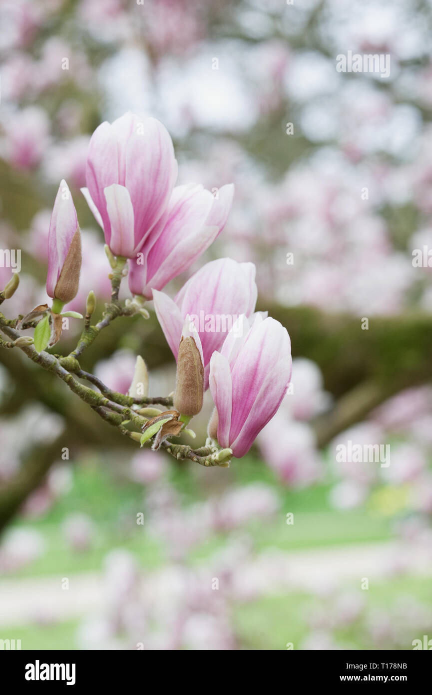 Magnolia fiorisce in primavera. Foto Stock