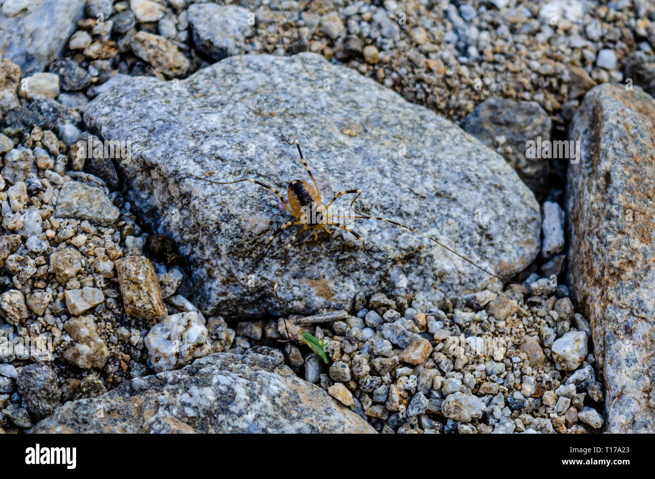 Un ragno Harvestmen (Opilio parientinus) all'Anza Borrego Desert State Park durante il Superbloom nel sud del deserto della California Foto Stock