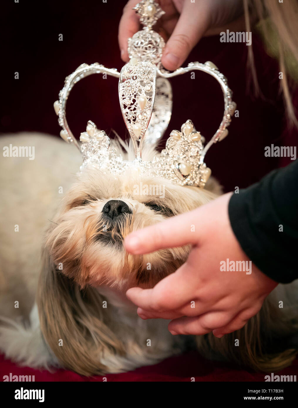 Gizmo il Shih Tzue indossa una corona durante il cane Furbabies pageant a Wetherby. Foto Stock