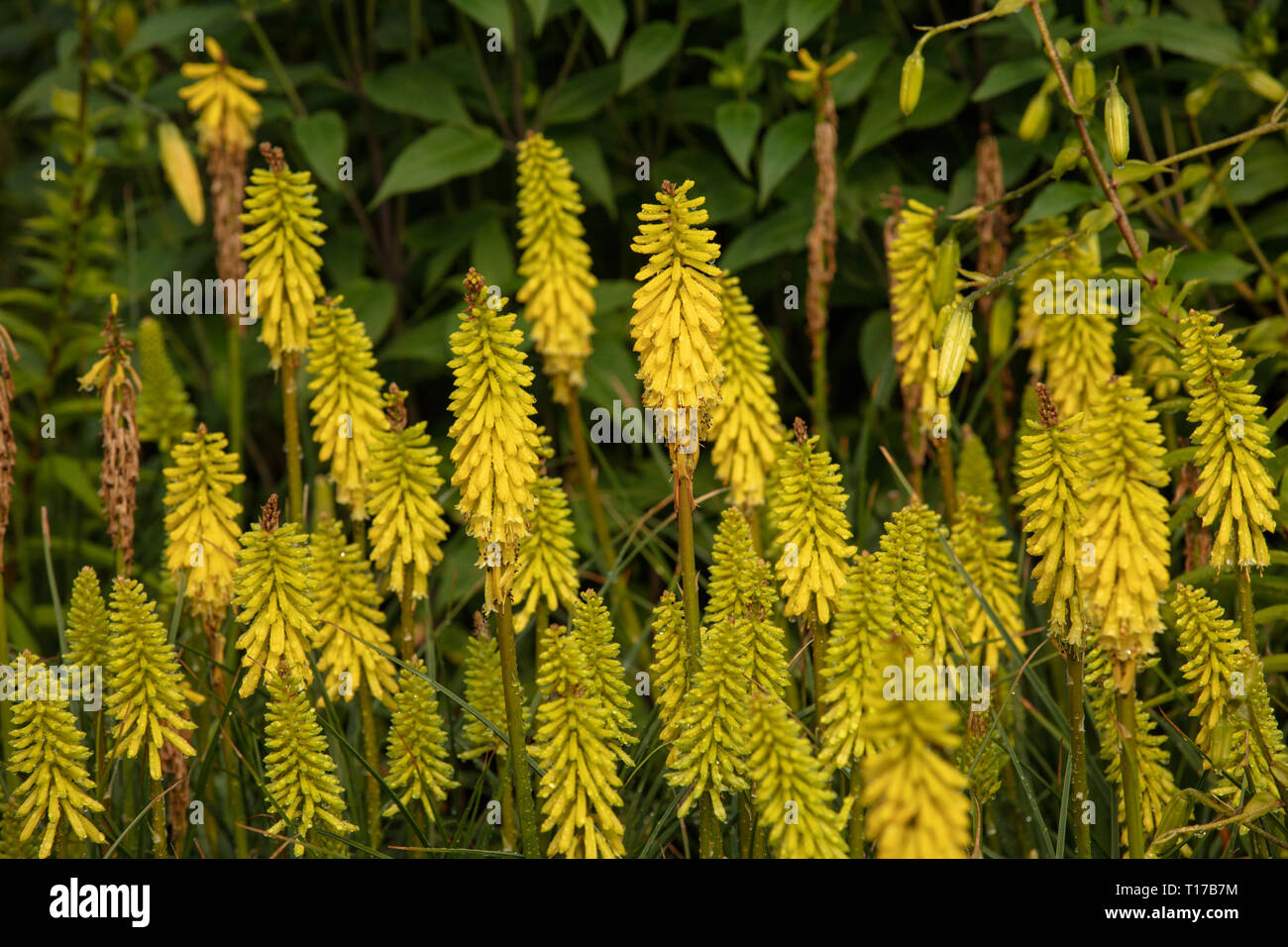 Kniphofia Ghiaccioli al limone è una bassa crescita poker con fiori di colore giallo e sono impianti adatti per piccoli e grandi giardini Foto Stock