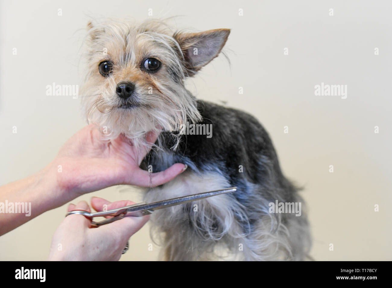 Toelettatura cani fino in prossimità di un infelice cane / triste guardando Yorkshire terrier essendo curato con una forbice di Pelliccia di cane cadendo - piccolo cane getting rifilato Foto Stock