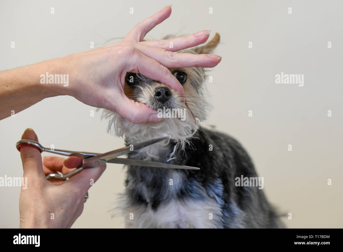 Toelettatura cani fino in prossimità di una calma hairy Yorkshire terrier essendo curato con le forbici - Pelliccia di cane che cadono come piccolo cane getting rifilato Foto Stock