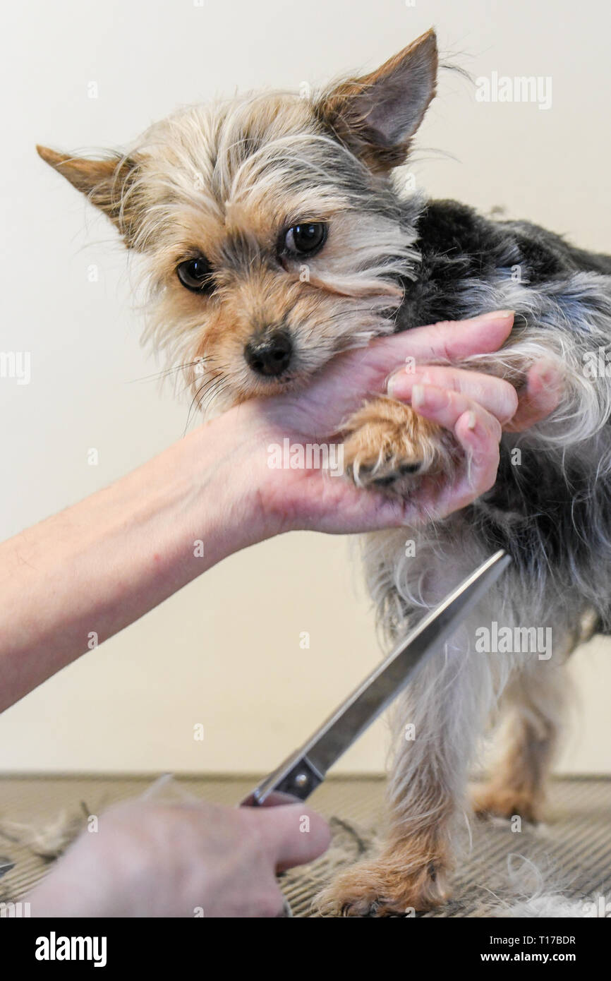 Toelettatura cani fino in prossimità di una calma Yorkshire terrier essendo curato con forbici piccolo cane getting rifilato Foto Stock