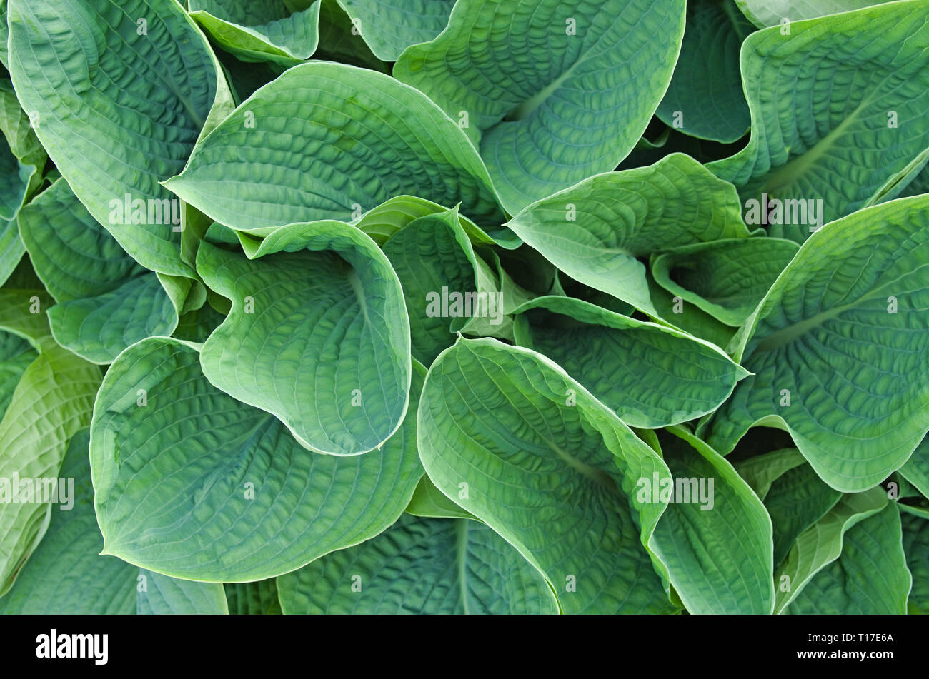 Spiegatura molla fogliame di Hosta Sieboldiana Elegans crescono nel giardino del Regno Unito. Foto Stock