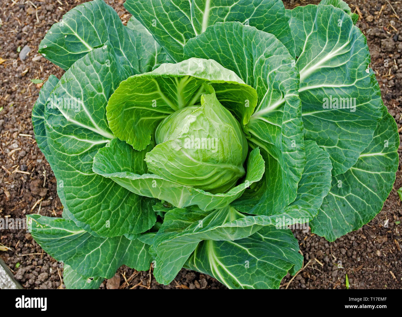 Close-up di cavolo cappuccio ibrido F1 "vantaggio" (Brassica oleracea) cresce in UK garden pronto per il prelievo. Foto Stock