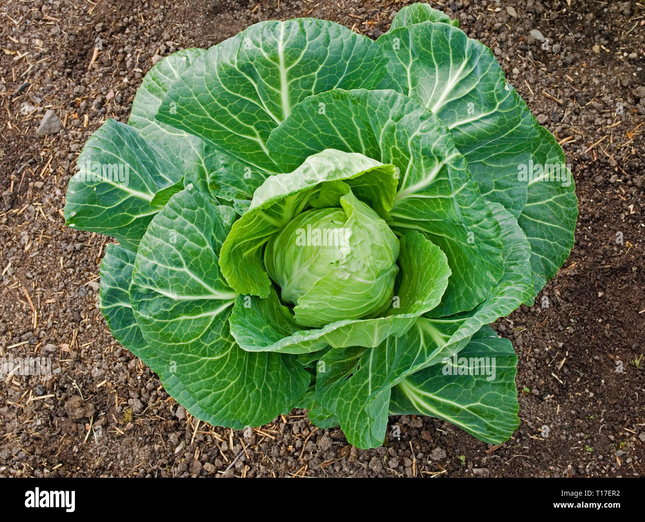Primo piano di Spring Cabbage F1 Hybrid 'Advantage' (Brassica oleracea) che cresce nel giardino del Regno Unito. Foto Stock