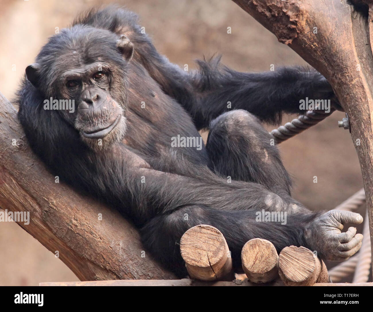 In prossimità di un vecchio di uno scimpanzé Foto Stock