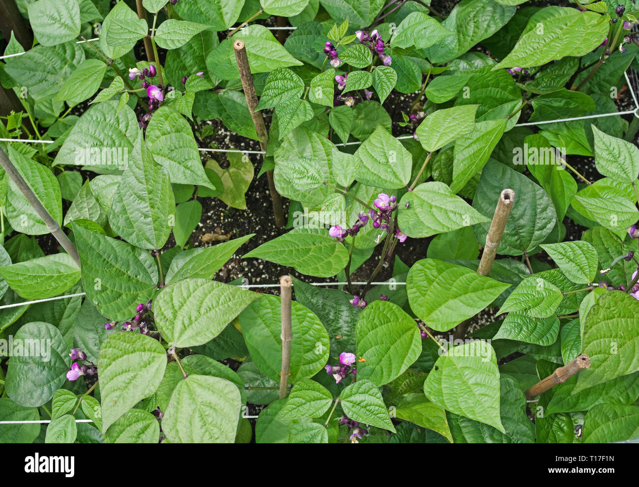 Vista aerea del Nano Fagiolini viola la regina in fiore che cresce in giardino vegetale supportato da una stringa e canne di bambù, estate, England, Regno Unito Foto Stock