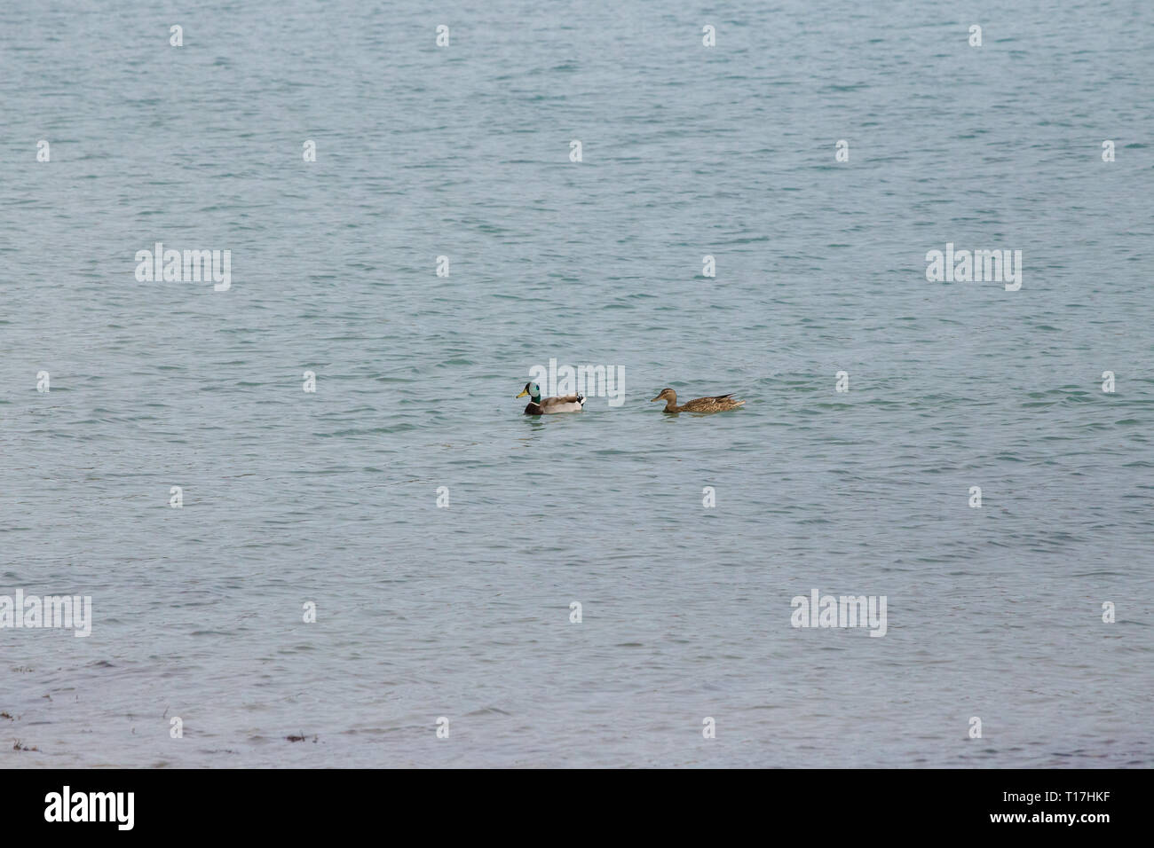 Due piccole anatre nuotare nel mare di Lulworth Cove, Dorset. Vi è spazio copia in tutto e per tutto le anatre Foto Stock