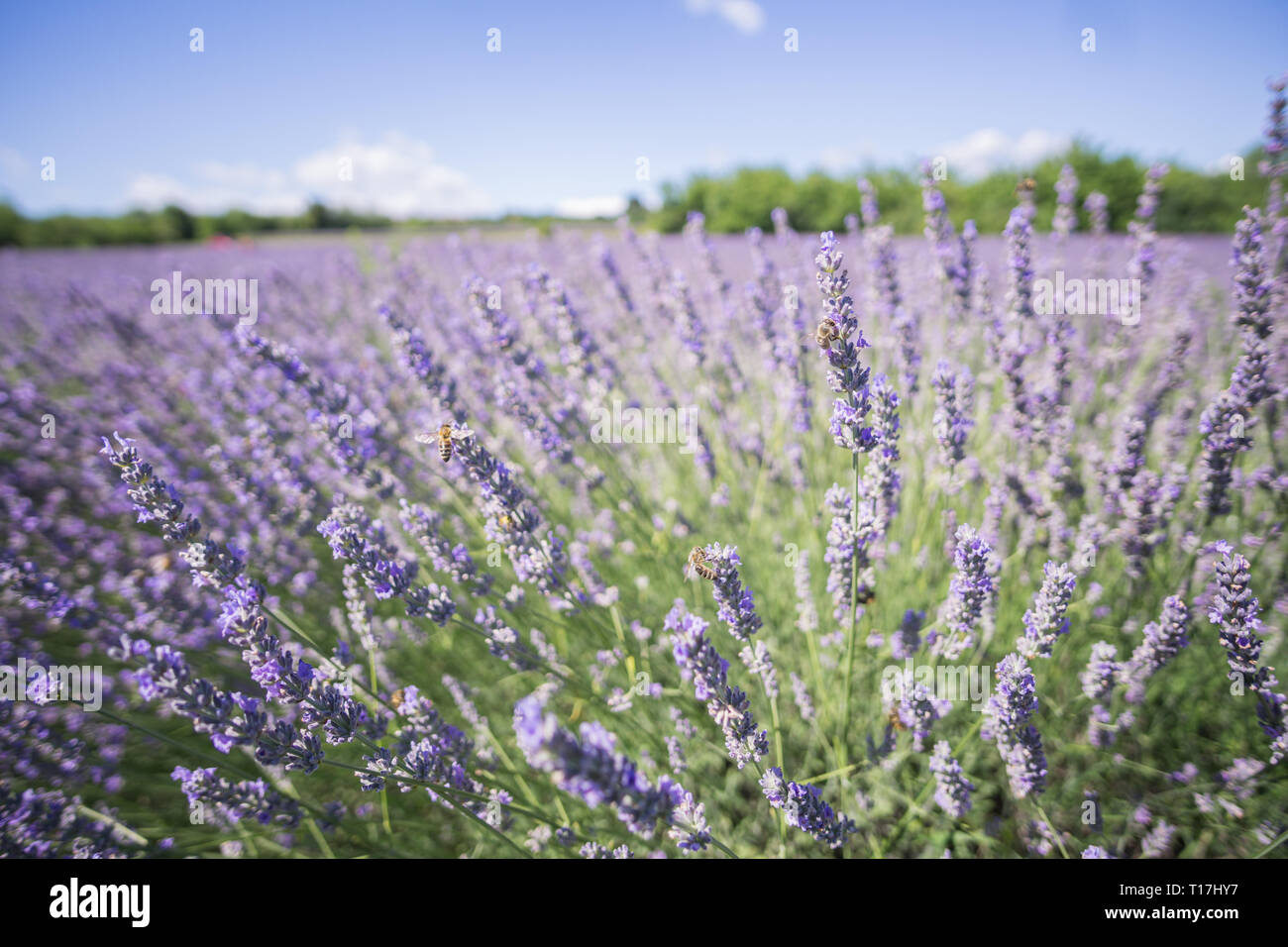Fiori di lavanda con api su di esso Foto Stock