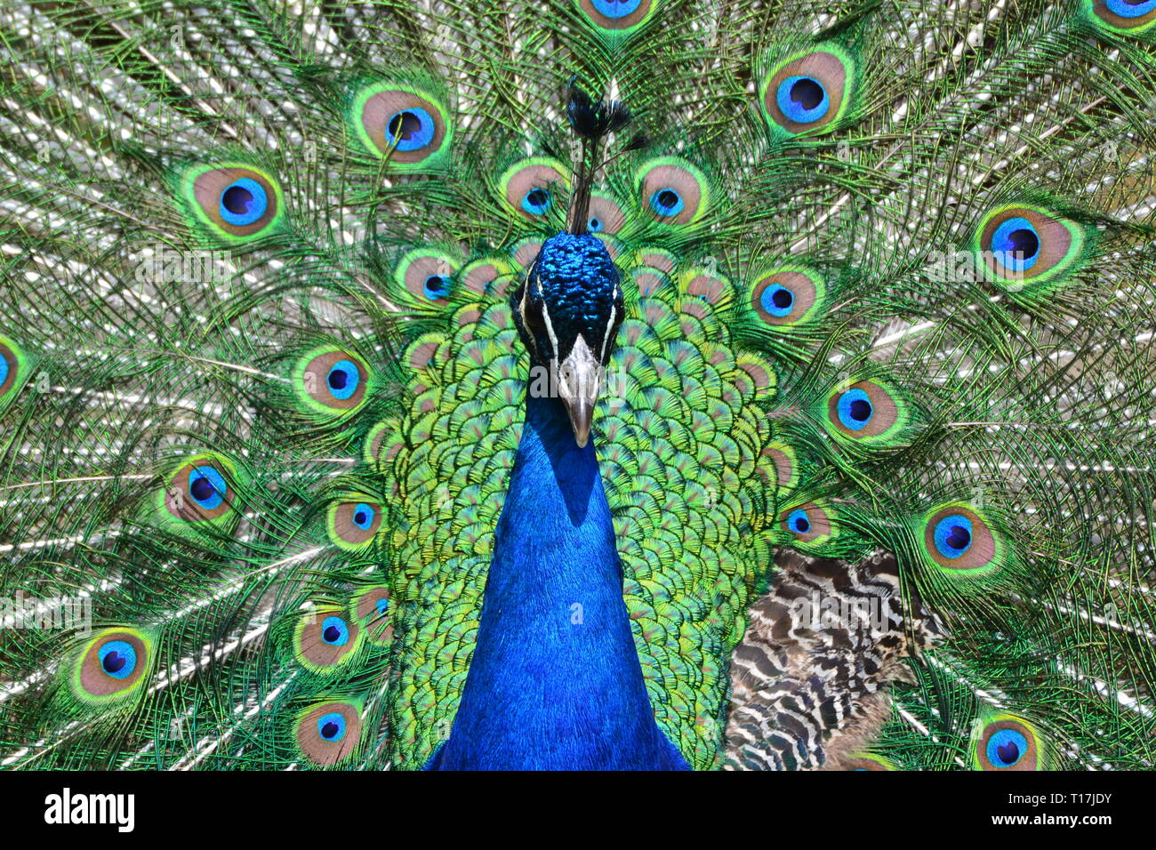 Peacock a Exmoor Zoo, Exmoor, Devon, Regno Unito Foto Stock