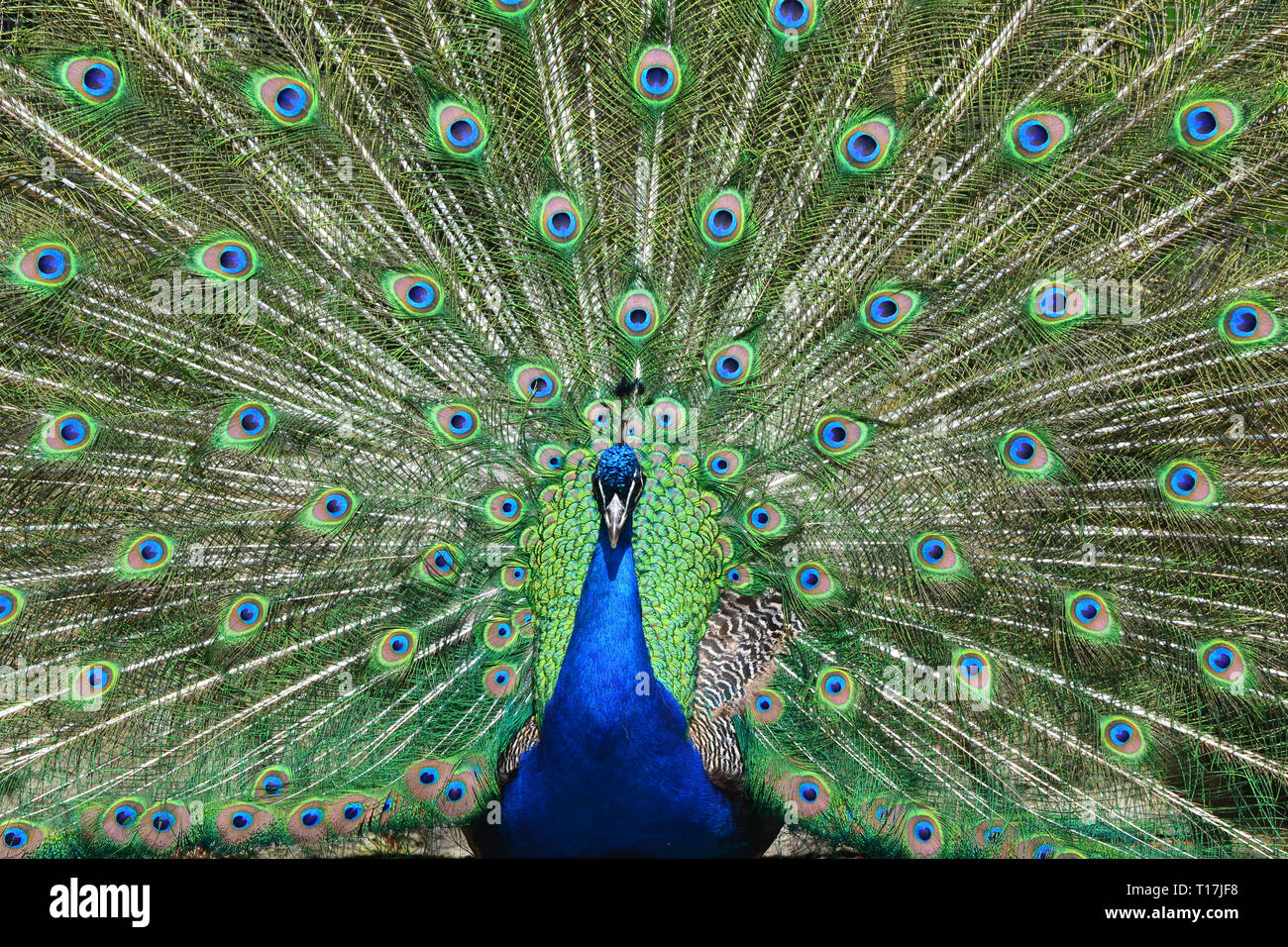 Peacock a Exmoor Zoo, Exmoor, Devon, Regno Unito Foto Stock