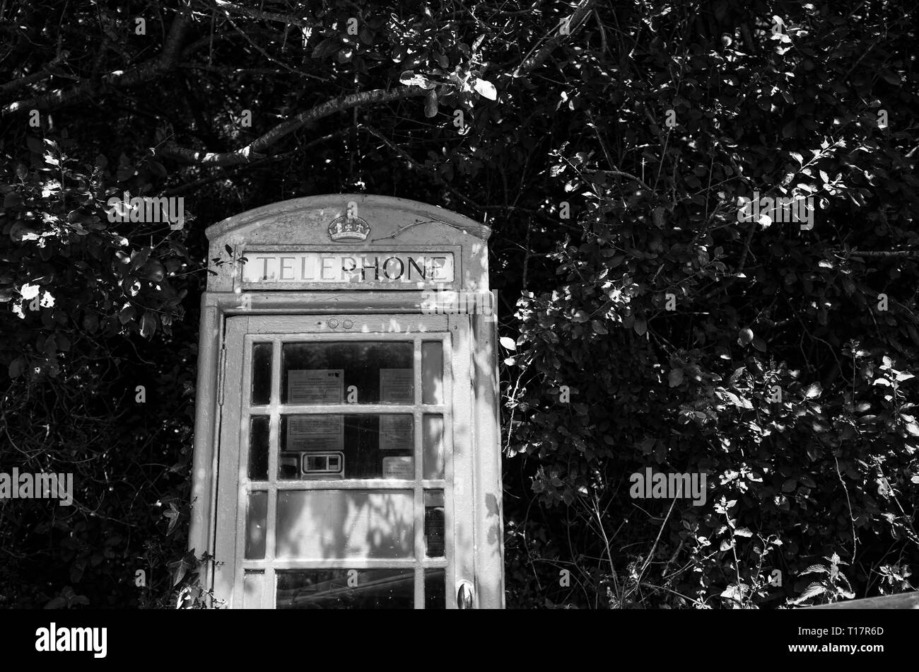Telefono rosso box entro il verde rami di alberi nel villaggio di Gallese Foto Stock