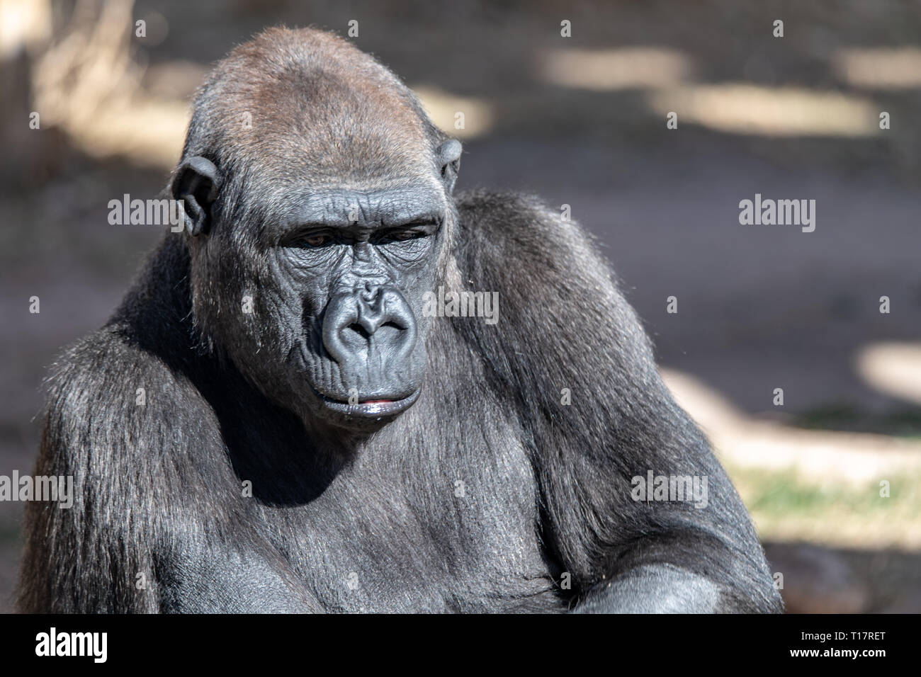 Criticamente minacciate (Gorilla gorilla Gorilla) presso lo Zoo di Albuquerque nel New Mexico Foto Stock