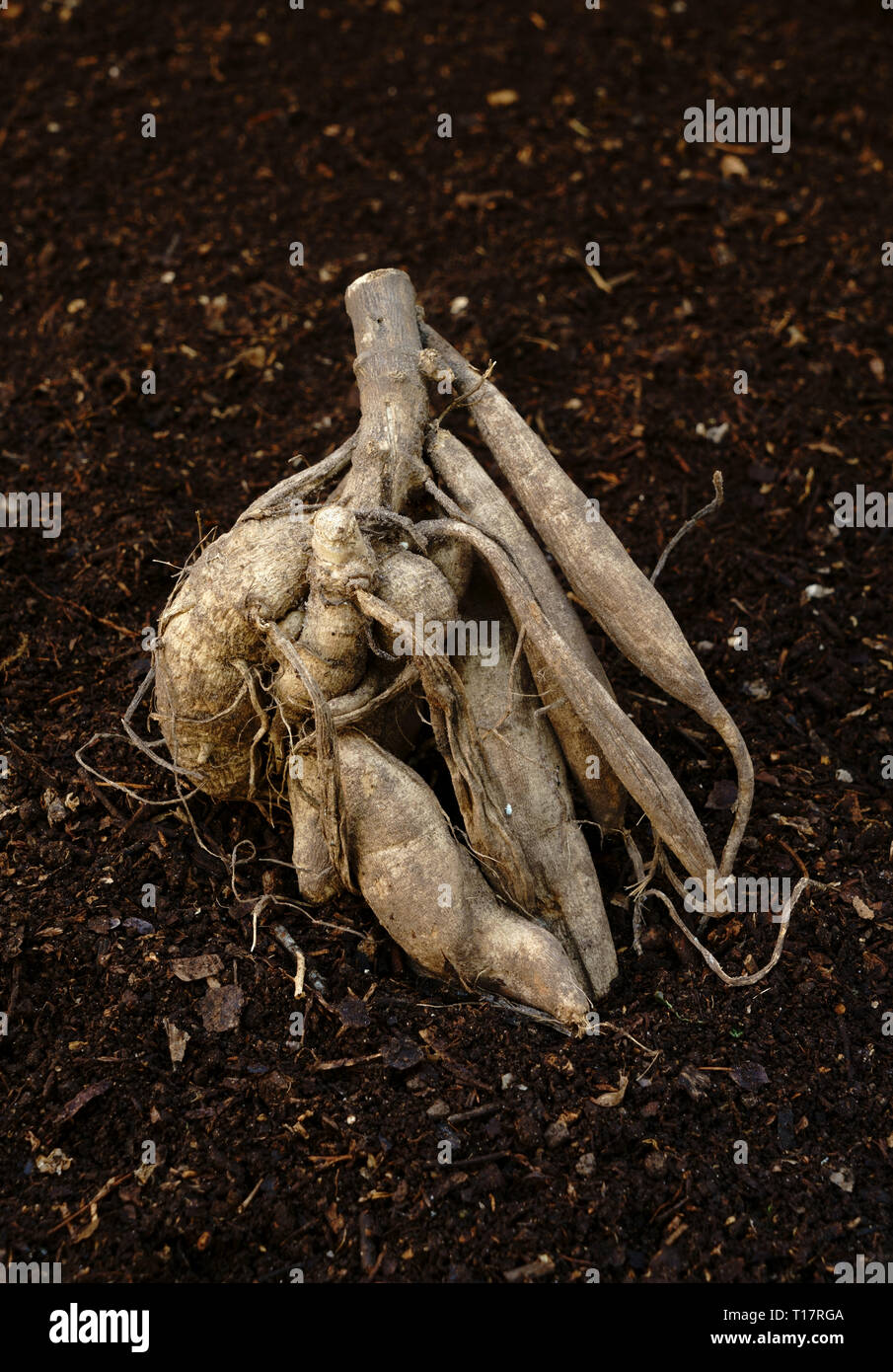 Dahlia tubero pronto per la semina. Foto Stock