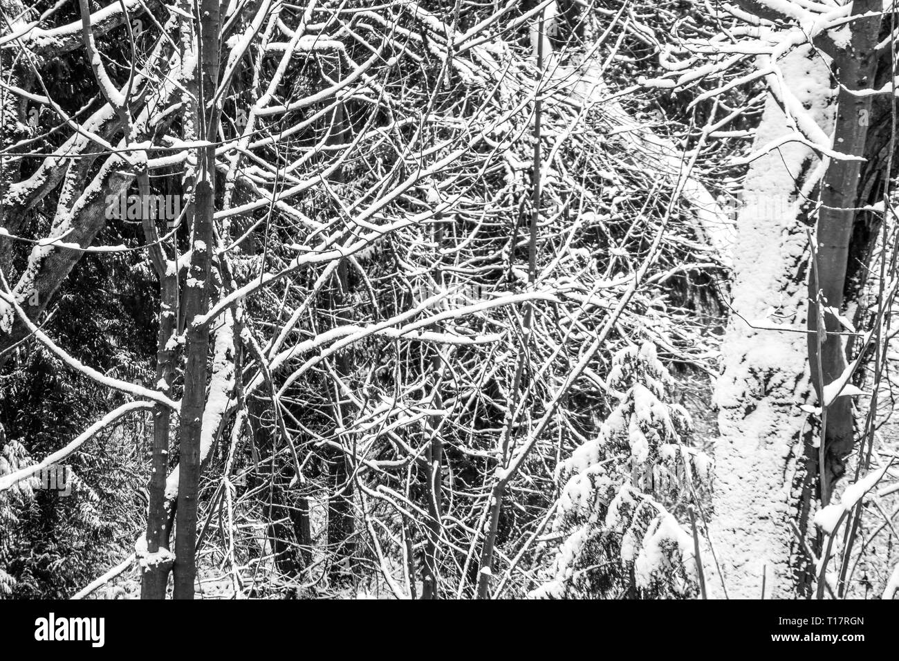 Un abstract colpo di coperte di neve rami nel nord-ovest del Pacifico. Foto Stock