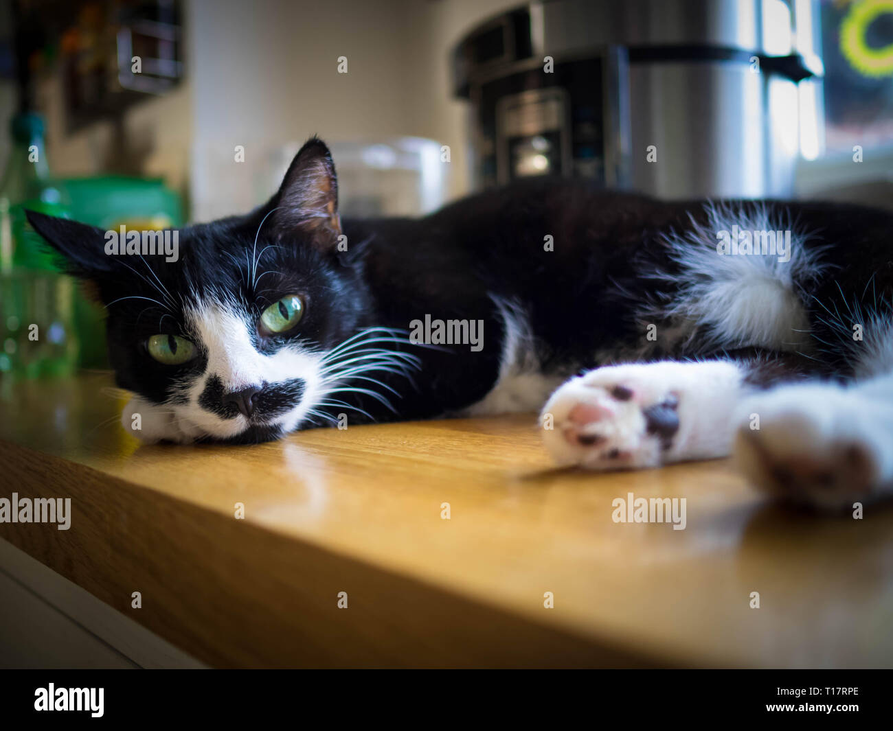 Tuxedo gatto con gli occhi verdi, appoggiata su un bancone cucina top Foto Stock