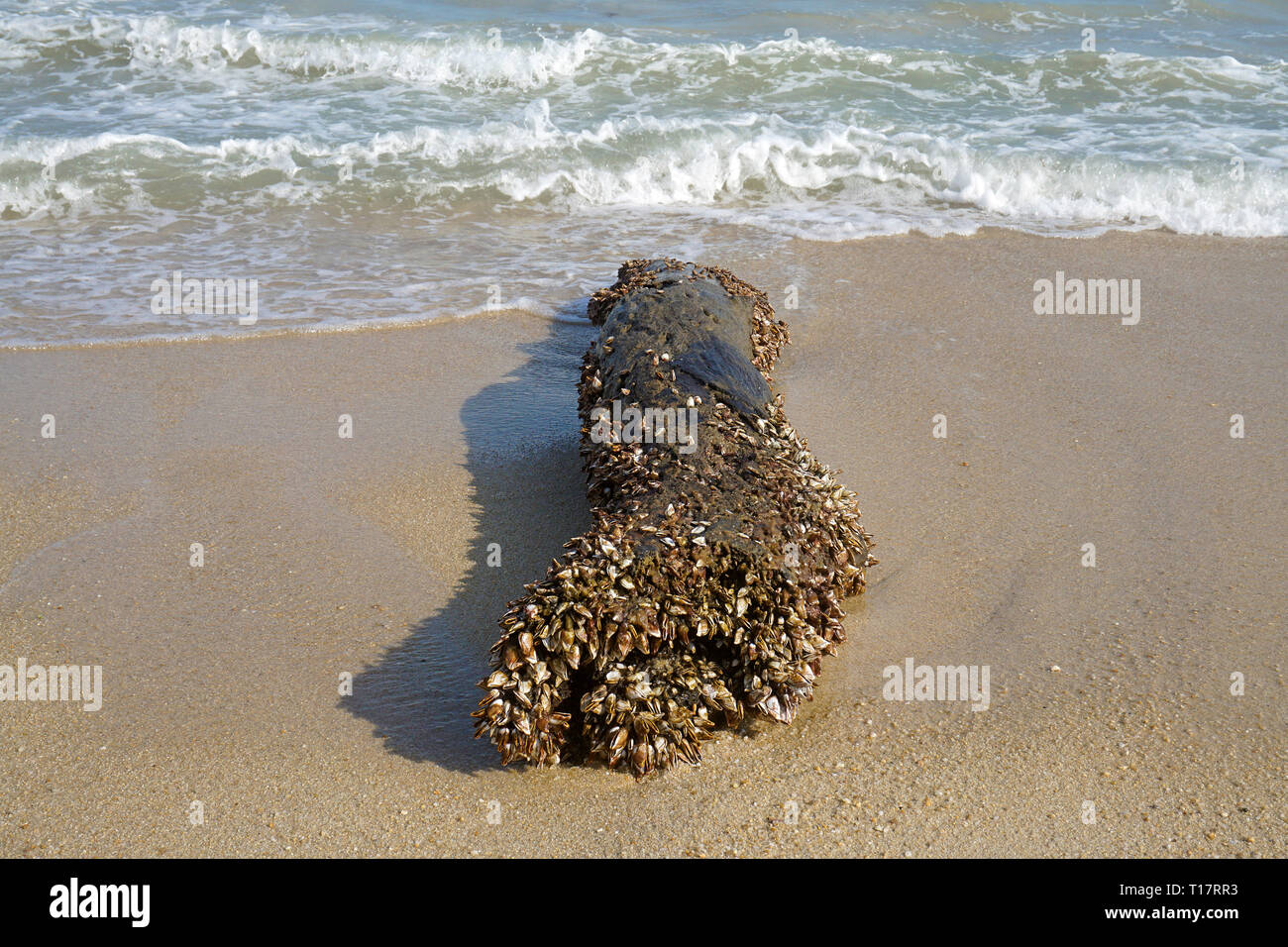Goose cirripedi (Pedunculata) ricoperta di una lavata fino tronco, Lamai Beach, Koh Samui, Golfo di Thailandia, Tailandia Foto Stock